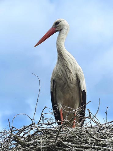 photo gratuite La cigogne