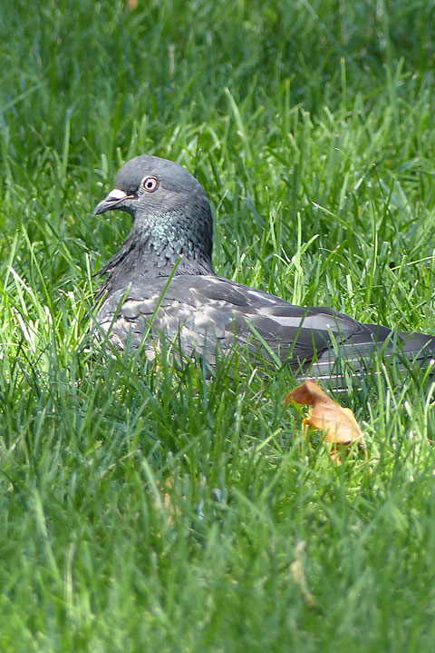 photo gratuite Pigeon dans l'herbe verte