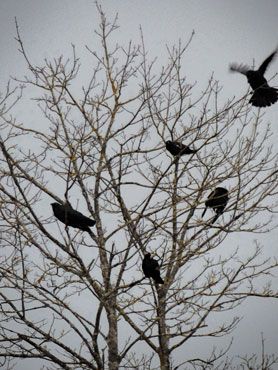 cinq corbeaux dans un arbre