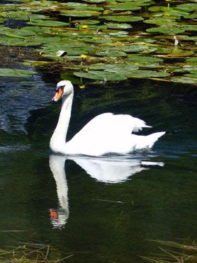 image gratuite d'un cygne blanc dans l'eau d'un étang