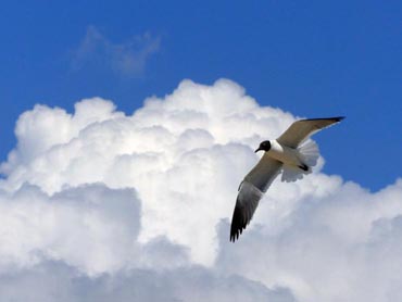 Photo gratuite : mouette planant sur fond de ciel bleu avec un nuage blanc