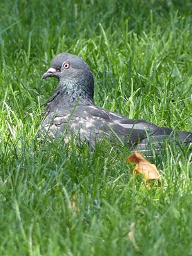 Photo d'un pigeon dans l'herbe, oiseau au sol
