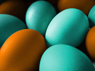 image d'oeufs de Pâques turquoise et orange
