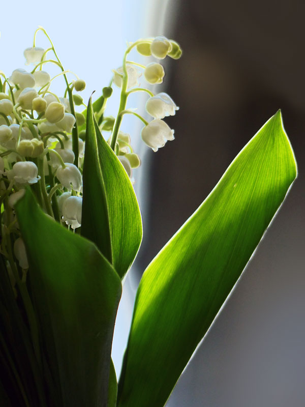 Brins de muguet pour dire bonjour au mois de mai