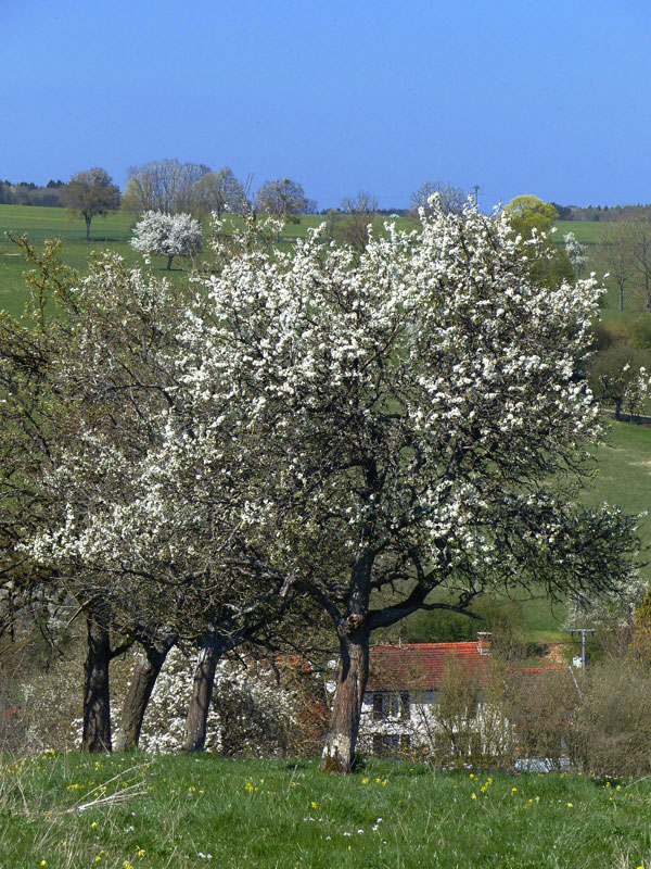 Poirier en fleurs