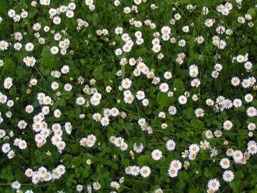 Parterre de fleurs dans la pelouse