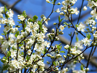 Prunier en fleurs image gratuite de printemps