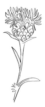 fleur de Centaurée