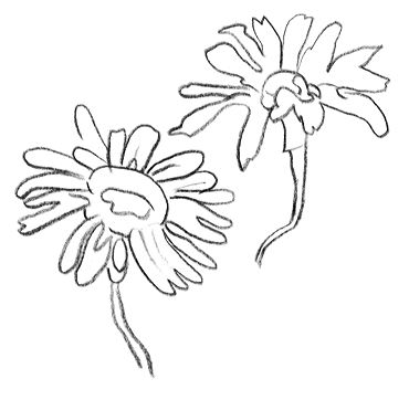 dessin réaliste au crayon de papier de deux fleurs de marguerites