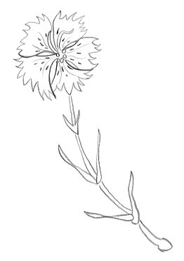 dessin gratuit de fleur d'œillet