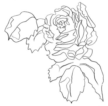 fleur de rose dessinée à colorier