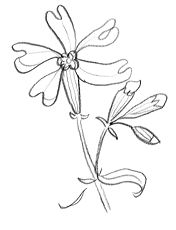 compagnon-blanc dessin de fleurs gratuit