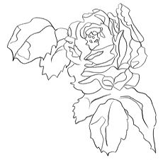 rose dessin gratuit