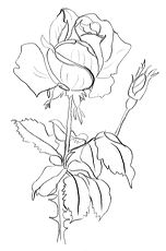 dessin gratuit d'une fleur de rose