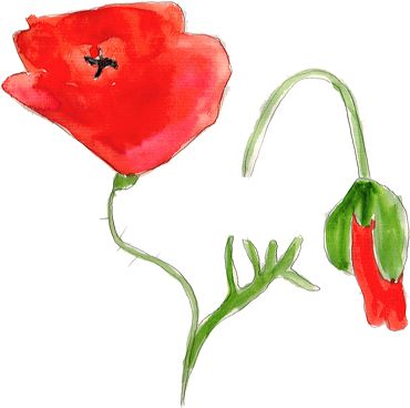 peinture de fleur de coquelicot