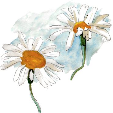 marguerite image