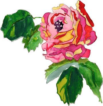 illustration de rose peinte à l'aquarelle