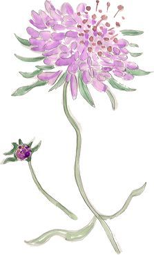 fleur de scabieuse rose illustration