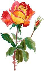 bouton-rose image de fleur gratuite