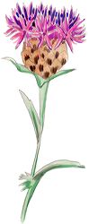 centauree image de fleur gratuite
