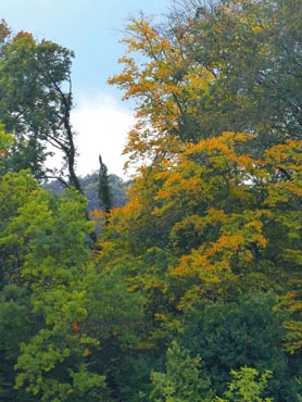 les arbres