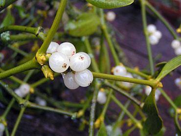 boules blanches de graines de gui