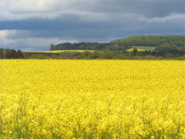 Champ de colza en fleur