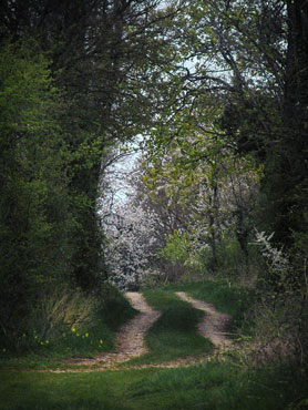 un chemin sous les arbres