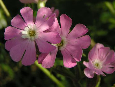 fleurs roses du compagnon rouge