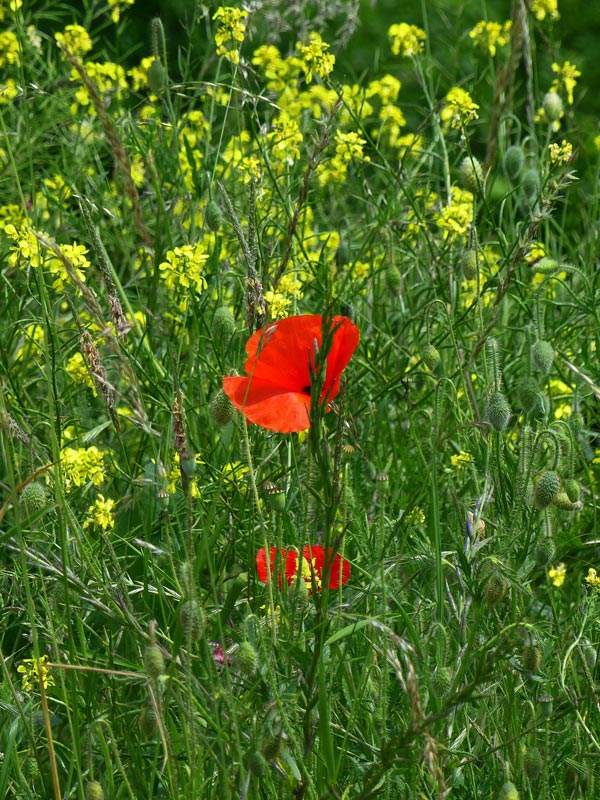 image des fleurs en version verticale