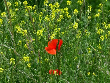 Coquelicot rouge dans un champ de colza en fleurs