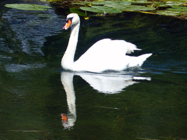 photo d'un cygne dans l'eau