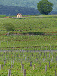 dans les vignes