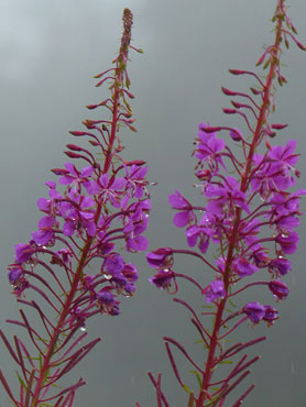 épilobe en épis fleurs roses