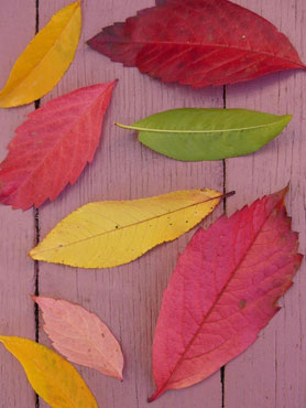 feuilles d'automne sur planche rose