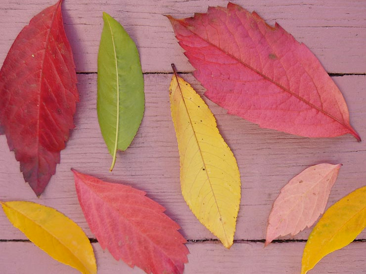 Feuilles d'automne