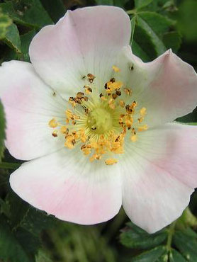 églantine, la rose sauvage du rosier des chiens