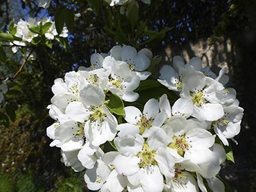 Belles images gratuites de poirier en fleurs