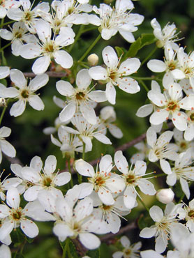 fleurs d'épine au printemps