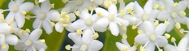 Fleurs blanches du sureau à télécharger