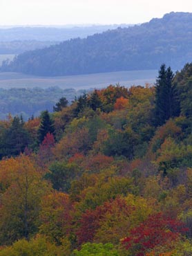 la forêt met sa robe d'automne