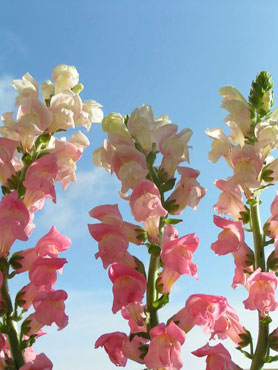 trois fleurs roses de gueules de lion sur fond de ciel bleu