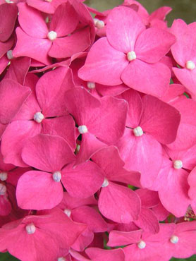 background d'un hortensia rose à télécharger