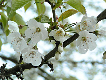 jolies fleurs de cerisier