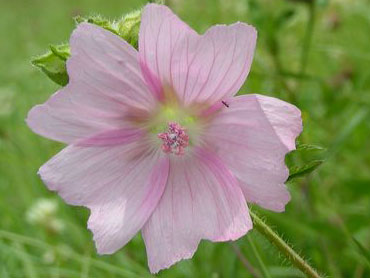 belle fleur rose de mauve à télécharger