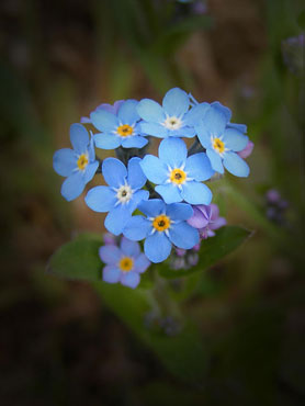 myosotis bleus