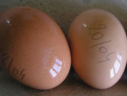 œufs frais datés