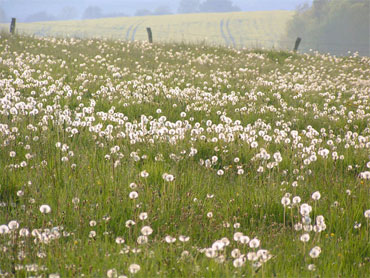 pissenlits dans un pré