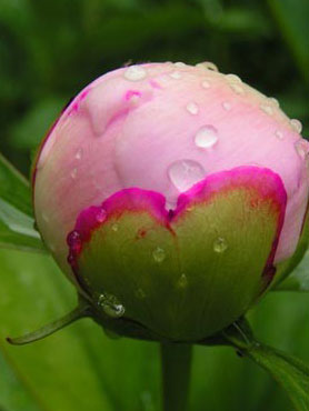 bouton rose de pivoine sous la rosée