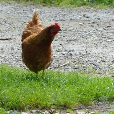 La poule rousse dans l'herbe verte